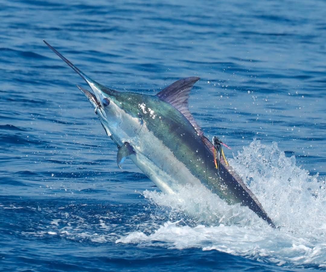 Marlin