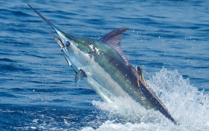 Marlin